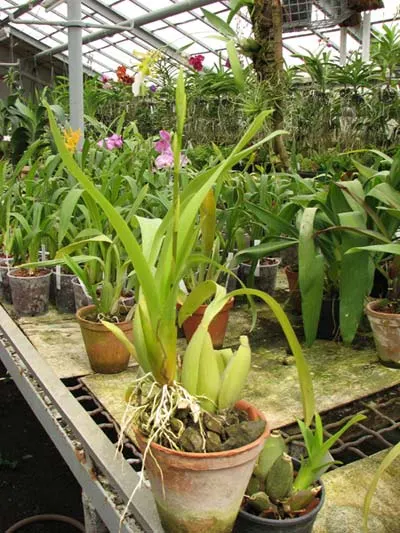 Brassidium Gold Delight