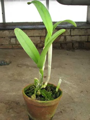 Brassocattleya Golf Green