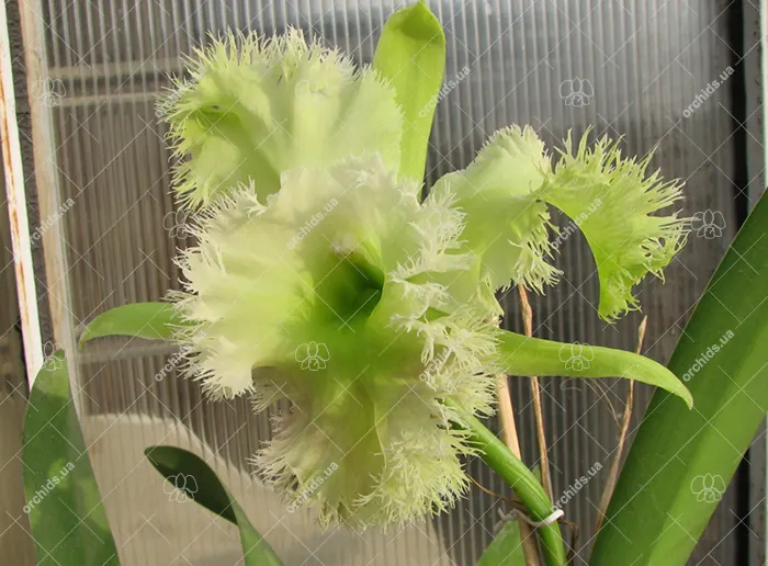 Brassocattleya Golf Green 'Hair Pig'