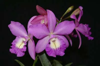 Brassocattleya Little Marmaid 'Janet'