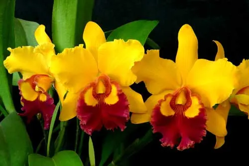 Brassolaeliocattleya Chunyeah #17