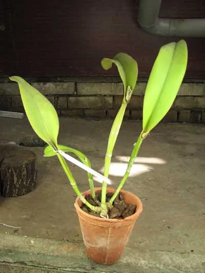 Brassolaeliocattleya Chunyeah #17