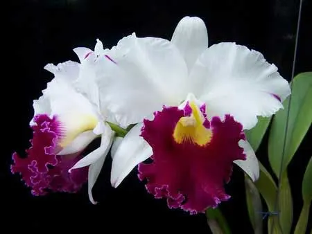 Brassolaeliocattleya Chyong Guu Swan