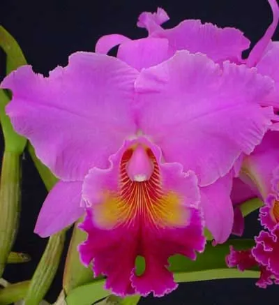 Brassolaeliocattleya Memoria Crispin Rosale 'Lu Kang'