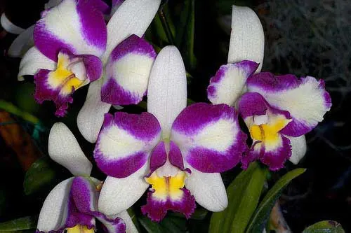 Brassolaeliocattleya Haw Yuan Beauty 'Hong'