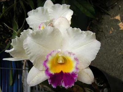 Brassolaeliocattleya Hsinying Catherine 'Hakucho'