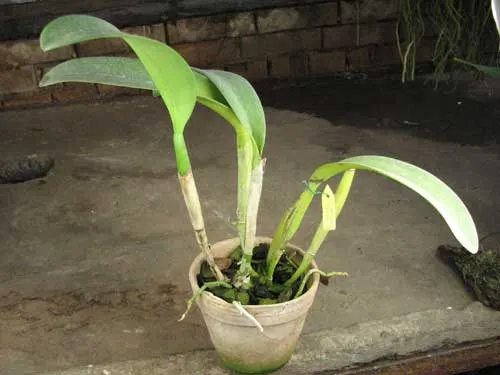 Brassolaeliocattleya Hsinying Chaffinch \'BD\'