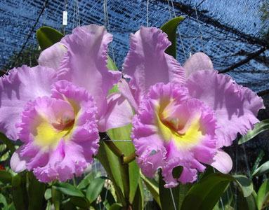 Brassolaeliocattleya Mahina Yahiro 'Ulii'