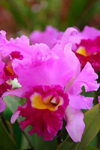 Brassolaeliocattleya Royal Oaks