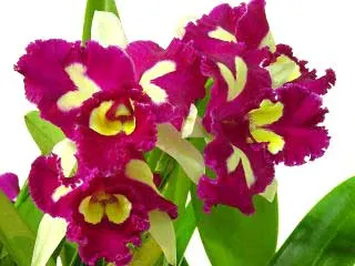 Brassolaeliocattleya Chinese Beauty 'Orchid Queen'