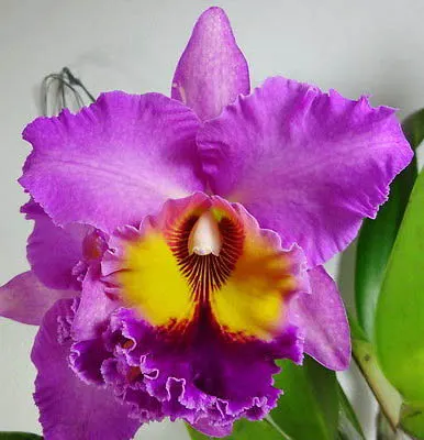 Brassolaeliocattleya Tubtim Siam