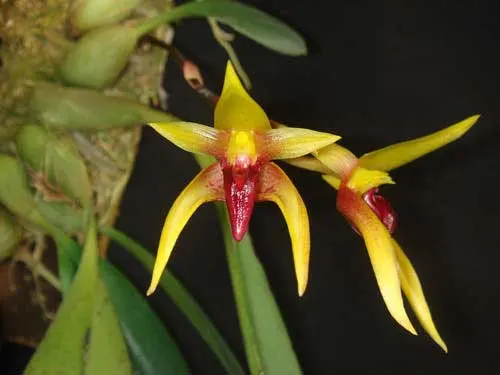Bulbophyllum cootesii