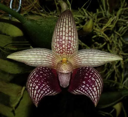 Bulbophyllum facetum