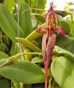 Bulbophyllum fascinator