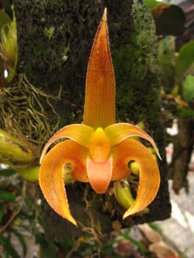 Bulbophyllum lobbii