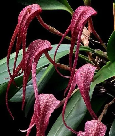 Bulbophyllum longisepalum
