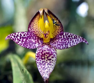 Bulbophyllum macranthum