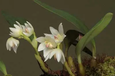 Bulbophyllum santosii
