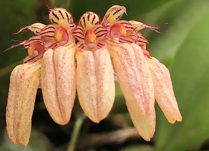 Bulbophyllum sikkimense
