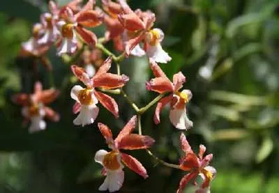 Burrageara Kilquea \'Hawaii\'