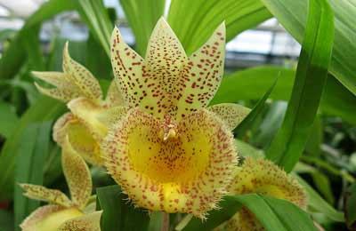 Catasandra Jumbo Express \'Jumbo Orchids\'