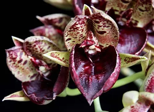 Catasetum (('Suzan Fuchs' x 'João Stivalli') x (Suzan Fuchs))