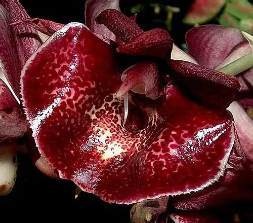 Catasetum (pileatum x Orchidglade)