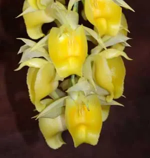 Catasetum (pileatum x vinaceum)
