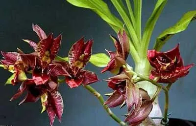 Catasetum (saccatum x galeritum)