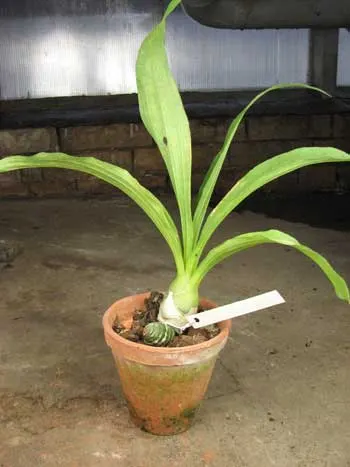 Catasetum (schmidtianum x Orchidglade)