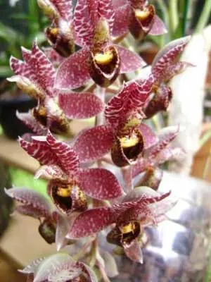 Catasetum cirrhaeoides (tipo x bicolor)
