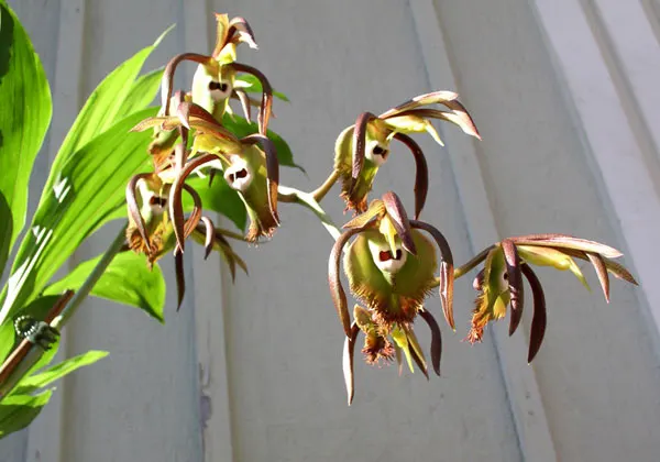 Catasetum incurvum