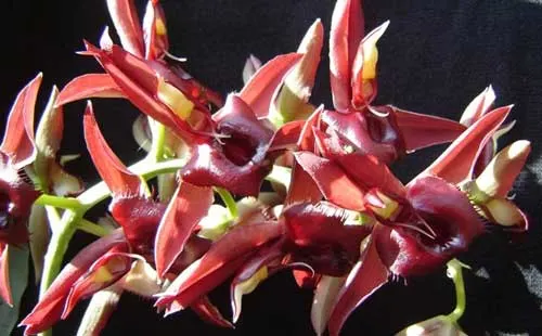 Catasetum osculatum x vinaceum