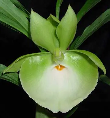 Catasetum pileatum 'Jumbo Green Gold'