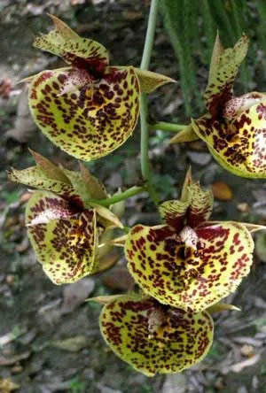 Catasetum Susan Fuchs 'Jumbo'