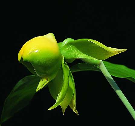 Catasetum viridiflavum 'Jumbo Green Gem'