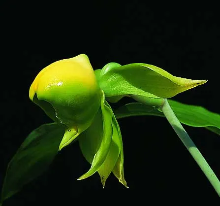 Catasetum viridiflavum 'Jumbo Green Gem'