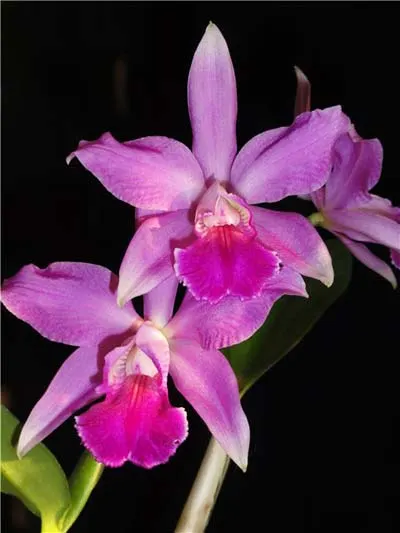 Cattleya (walkeriana 'coerulea' x Cattleya schilleriana 'coerulea') x Cattleya walkeriana x Laeliocattleya Dincoruna 'coerulea'