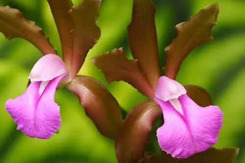 Cattleya bicolor