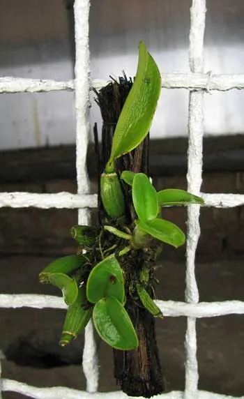 Cattleya bicolor