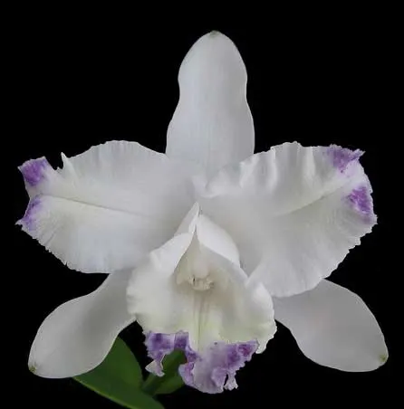 Cattleya Claesiana coerulea