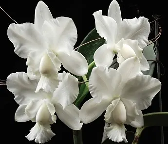 Cattleya dolosa alba 'Gorgeous'