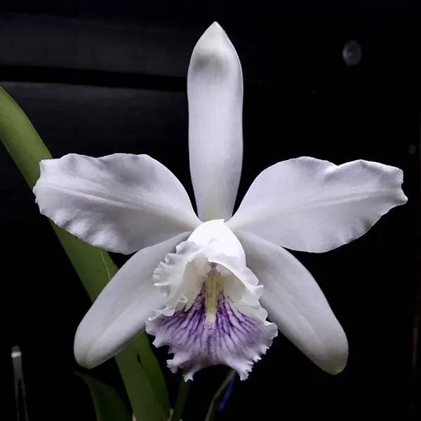Cattleya Dominiana coerulea (intermedia var. coerulea x maxima var. coerulea 'Hector')