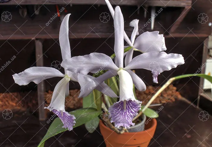 Cattleya Dominiana coerulea x self
