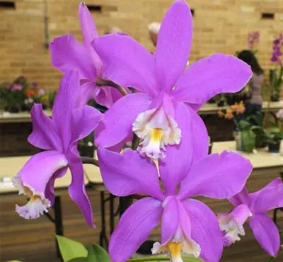 Cattleya harrisoniae