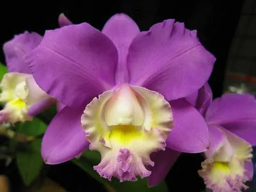 Cattleya harrisoniana \'Streeter\'s Choice\'