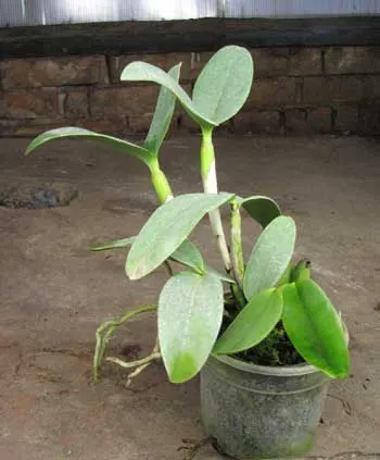 Cattleya harrisoniana \'Streeter\'s Choice\'