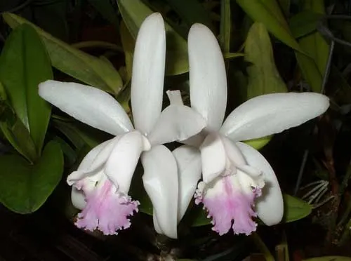Cattleya intermedia amethystina