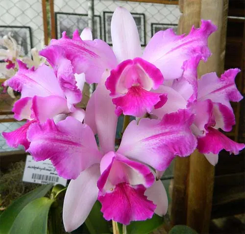 Cattleya intermedia flamea