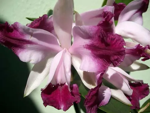 Cattleya intermedia fma. Aquinii 'Vinicolor'